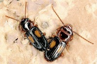 Laemophloeus monilis