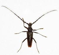 Cerambyx cerdo cerdo