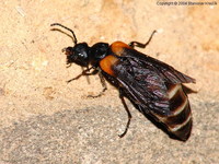 Sitaris muralis