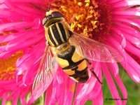 Helophilus trivittatus