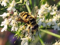 Myathropa florea
