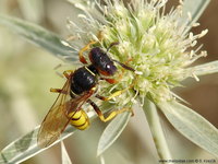 Philanthus triangulum - Bee Wolf