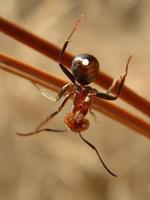 Formica polyctena - European Red Wood Ant