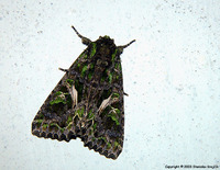 Trachea atriplicis - Orache Moth