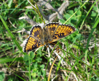 Melitaea cinxia - Glanville Fritillary