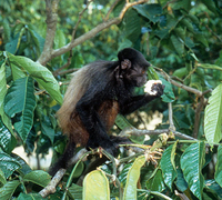 Black uakari (Cacajao melanocephalus)