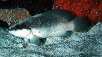 Rypticus bistrispinus, Freckled soapfish: