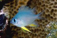 Amblyglyphidodon leucogaster, Yellowbelly damselfish: fisheries, aquarium