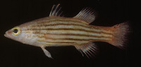 Liopropoma susumi, Meteor perch: