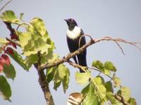 White-collared Starling