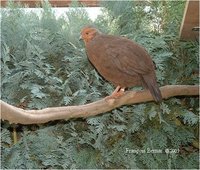 Blood Pheasant Ithaginis cruentus