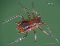 Macrosiphoniella sanborni - Chrysanthemum Aphid