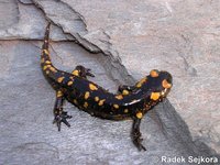 Salamandra salamandra crespoi