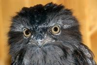 Podargus strigoides - Tawny Frogmouth