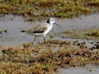 Tringa stagnatilis - Marsh Sandpiper