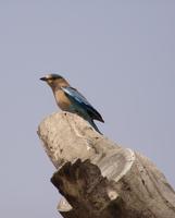 Coracias benghalensis - Indian Roller