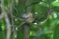 Pipra mentalis - Red-capped Manakin