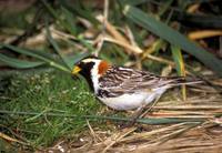 Calcarius lapponicus - Lapland Bunting