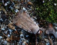 Image of: Euagrotis forbesi