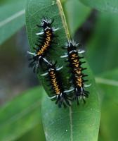 Image of: Euchaetes egle (milkweed tussock moth)