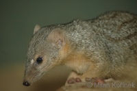 Mungotictis decemlineata - Narrow-striped Mongoose