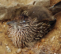 Image of: Geococcyx californianus (greater roadrunner)