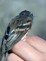 Image of: Myiophobus fasciatus (bran-coloured flycatcher)