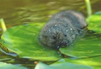 Arvicola terrestris - European Water Vole