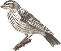 Image of: Petronia petronia (rock sparrow)