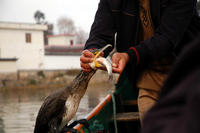 Image of: Phalacrocorax carbo (great cormorant)