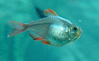 Hyphessobrycon ecuadoriensis