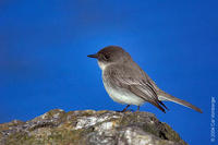 Image of: Sayornis phoebe (eastern phoebe)