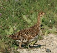 Image of: Tympanuchus phasianellus (sharp-tailed grouse)