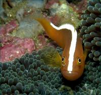 Image of: Amphiprion sandaracinos (orange anemonefish), Stichodactyla mertensii