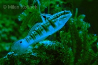 Amblygobius phalaena - Banded Goby