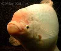 Osphronemus goramy - Giant Gourami