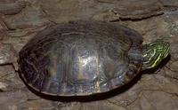 Image of: Pseudemys rubriventris (American red-bellied turtle)