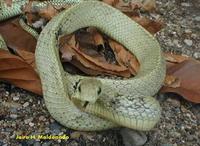 Image of: Spilotes pullatus (tropical rat snake)