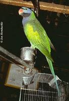 Derbyan Parakeet - Psittacula derbiana