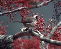 Taiwan Yuhina - Yuhina brunneiceps