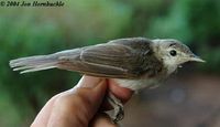 Upcher's Warbler - Hippolais languida