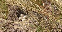 Asian Short-toed Lark - Calandrella cheleensis