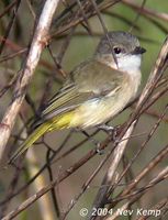 Fawn-breasted Whistler - Pachycephala orpheus