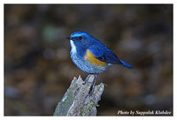 Orange-flanked Bush Robin - Tarsiger cyanurus