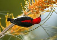 Scarlet Honeyeater