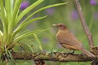 Clay-colored Robin (Turdus grayi) photo