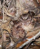 Collared Nightjar (Caprimulgus enarratus) photo