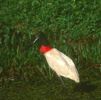 Jabiru - Jabiru mycteria