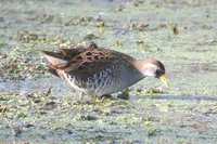 Sora Rail - Porzana carolina