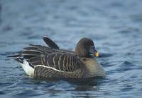 Bean Goose (Anser fabalis) photo